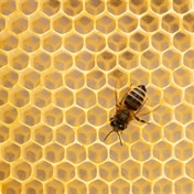 Kashmir beekeepers head southward for warmth, honey and cash