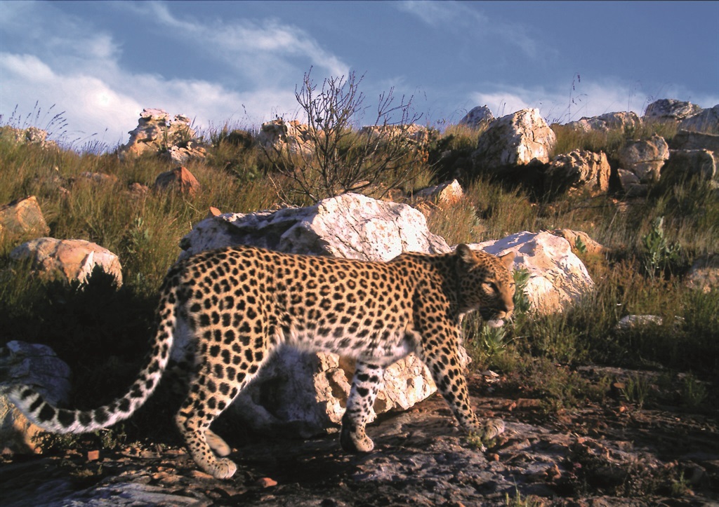 Photo: Cape Leopard Trust