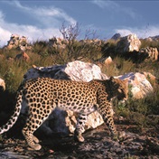 Leopard lounge: Leopards of the Cape