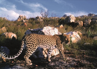 Leopard lounge: Leopards of the Cape