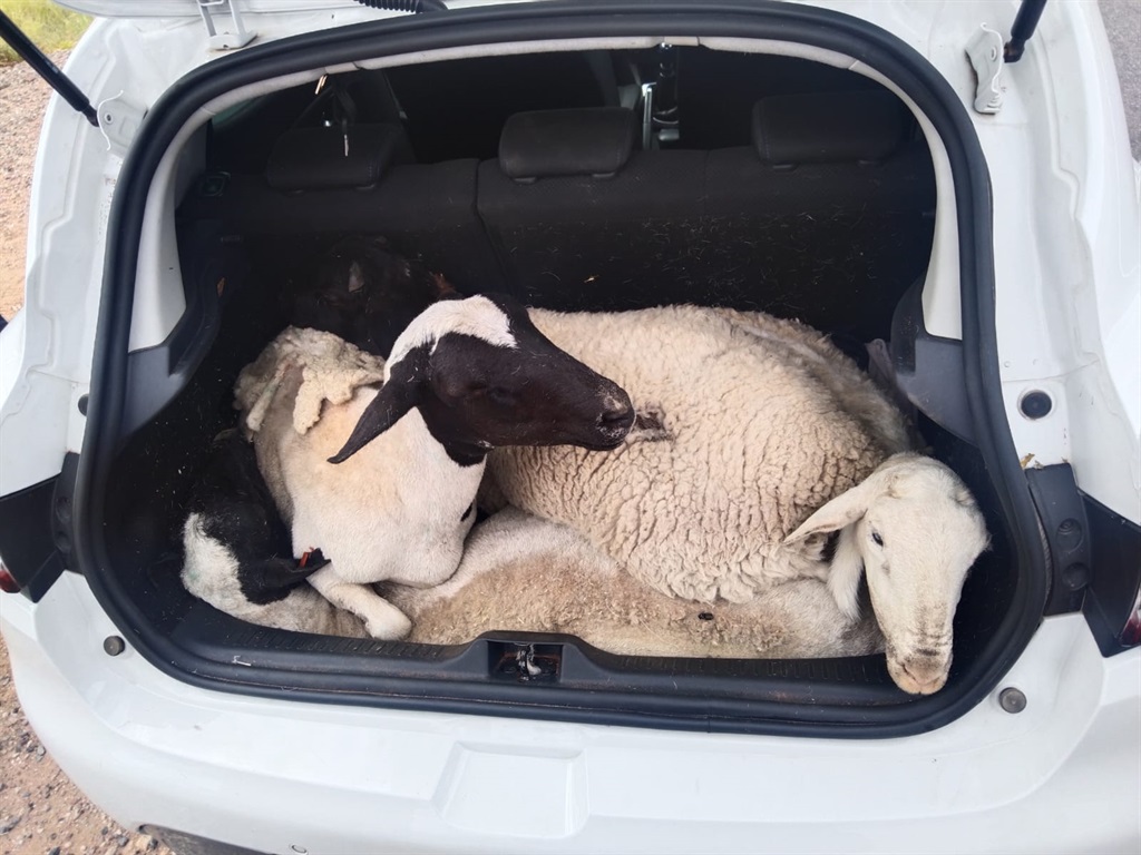 Five arrested for stock theft and possession of stolen property.
