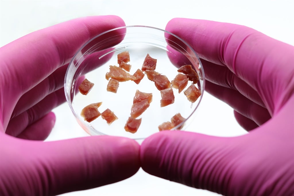 A scientist holds a Petri dish with pieces of raw cultured meat in the biotechnology laboratory. Synthetic or in vitro meat production concept.  Cultured meat. Picture: Getty