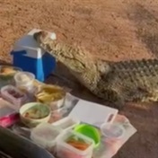 WATCH | Crocodile crashes picnic and makes off with cooler box at Rietspruit Game Reserve