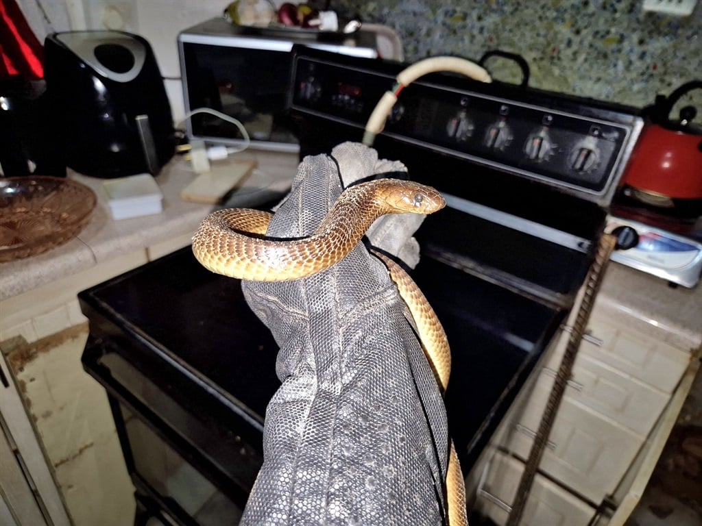 A snake caught in a kitchen. (Supplied)