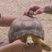 WATCH | 90-year-old tortoise Mr Pickles becomes first time father at Houston Zoo