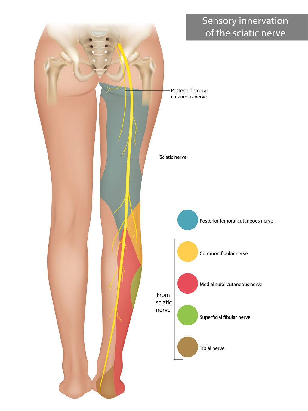 Sciatica: Of all the nerve - Harvard Health