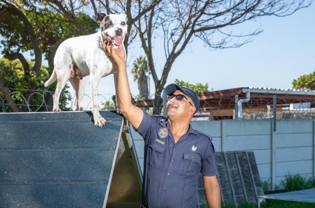 Cape Town Constable Yusuf Fredericks and pit bull mix Jackson fight copper theft in the Mother City. (PHOTO: ER Lombard)