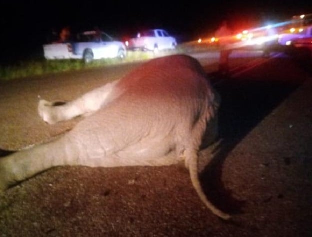 An elephant died after being caught in the middle of a collision on a Limpopo road. 