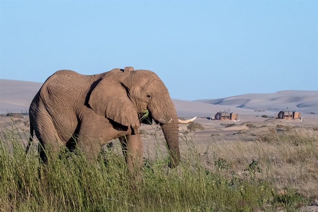 Cinco elefantes en Zimbabwe han sucumbido a la deshidratación debido a que los efectos de El-nino causaron sequías en toda África. 