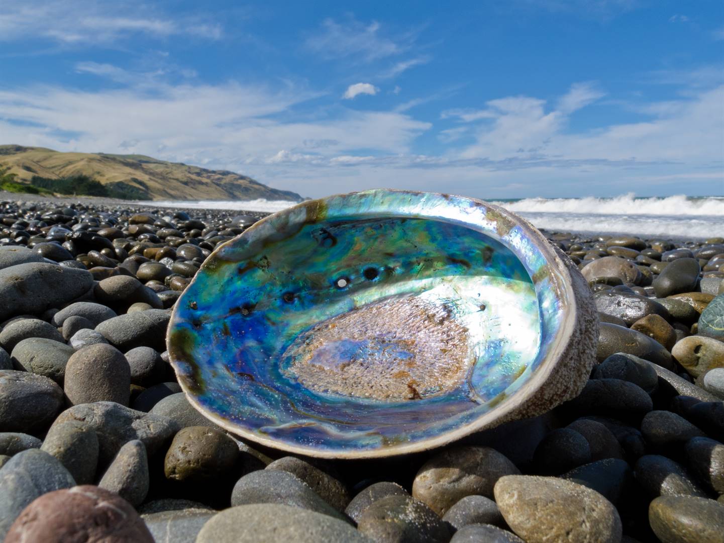 In the past three years the department of agriculture, forestry and fisheries has reported three cases of abalone theft with a street value of about R30 million. Picture: iStock/Gallo Images