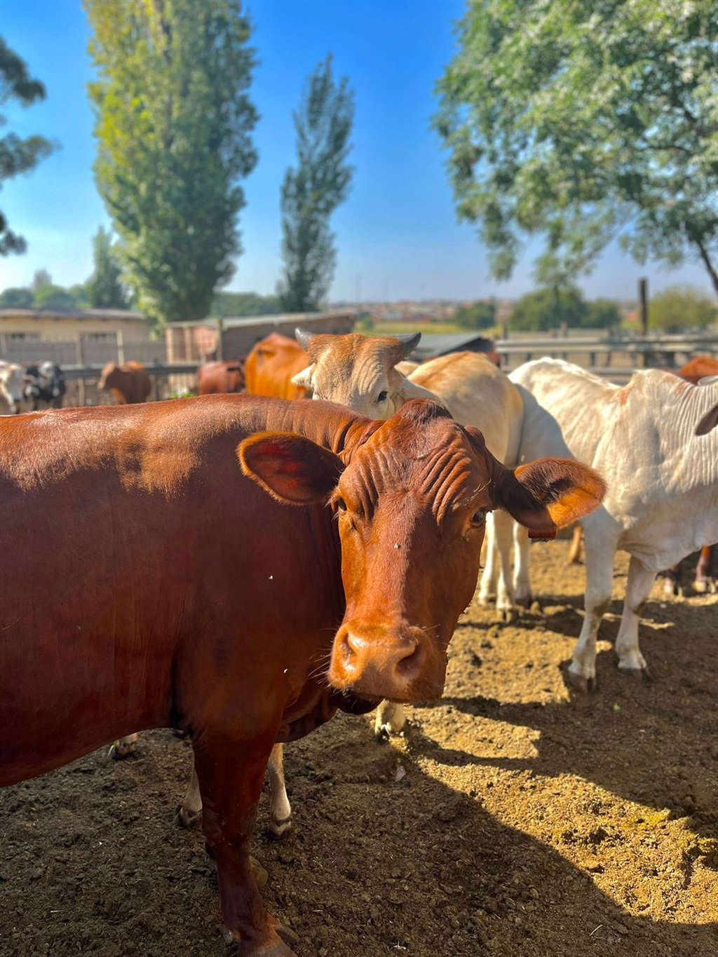 A foot and mouth disease outbreak has raised concerns among cattle owners in the Eastern Cape
