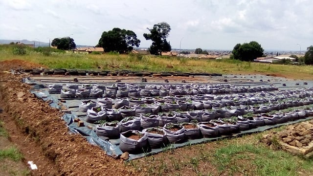A vegetable garden started by the community of Lenasia South.