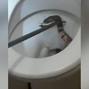 One Pretoria mom got much more than she bargained for during a recent trip to the North West, when a Mozambique spitting cobra unexpectedly reared its head from a toilet her daughter was using. 