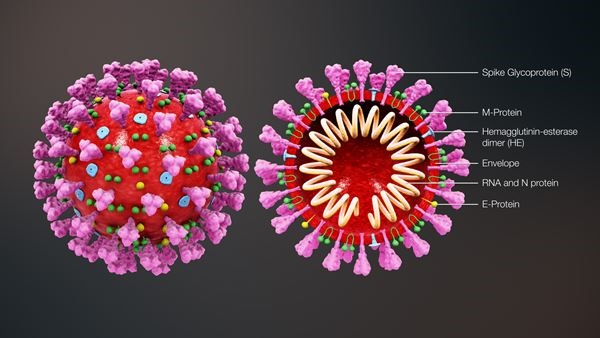 The structure of the new coronavirus