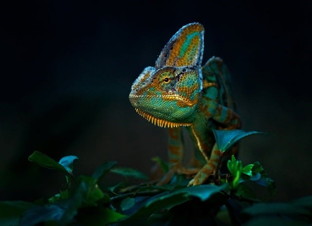 Yes, chameleons do change colour when they sleep, but we think it happens in a different way to when they’re awake.