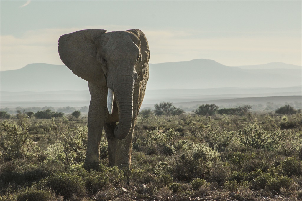 ANALYSIS: Botswana has an elephant poaching problem, not an