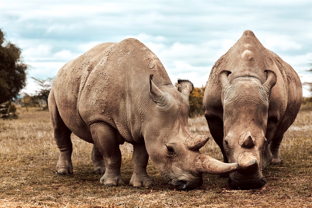 Northern white rhinos are on the very brink of extinction. Just two females are left alive on the planet living at the Ol Pejeta Conservancy, Kenya. Picture: Supplied by BBC Studios
