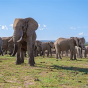 South Africa withdraws species protection, elephant management laws