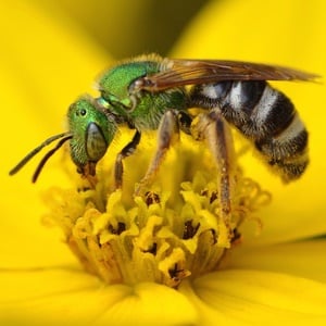 Sweat bees are attracted by the high protein and salt levels in human tears. 