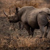 To dehorn or not to dehorn? That is the question at Hluhluwe/iMfolozi, as rhino slaughter continues