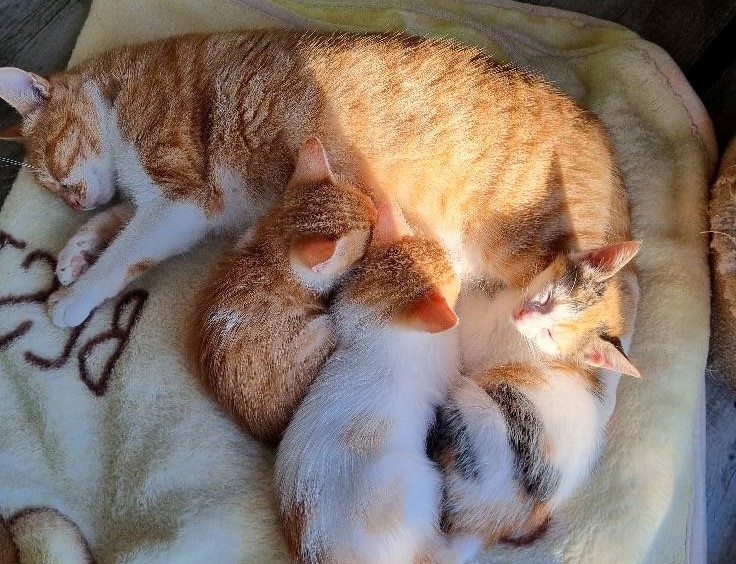 Lilo gave birth to four kittens in May.