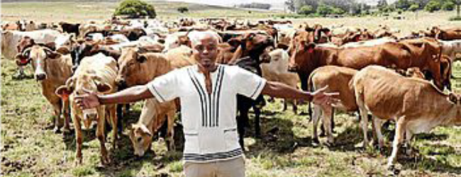 Ntuthuko Shezi livestock