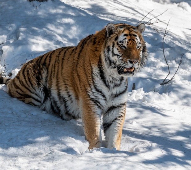 Tiger in snowy slopes