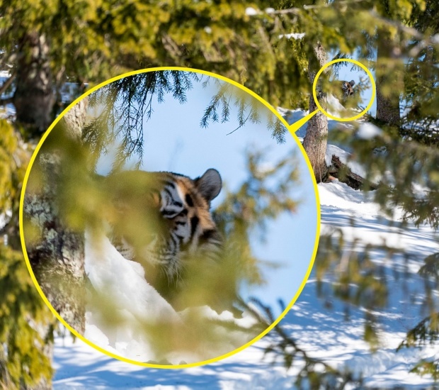 Tiger in snowy slopes