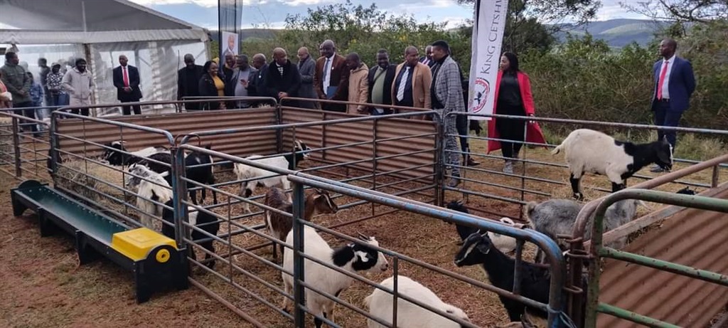 King Cetshwayo District Municipality leadership handing over goats to local cooperative to farm. Photo by Xolile Nkosi