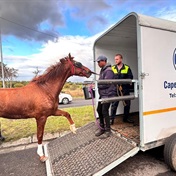 WATCH | Horse, my bru! Stirrup on Cape Town highway as 'spooked' gelding gallops through traffic