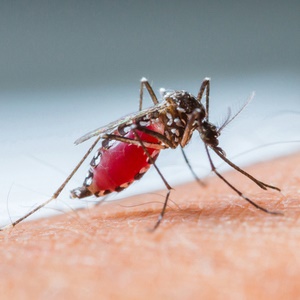 Chinese researchers have found a way to reduce mosquito populations. 