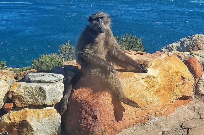 A baboon on Clarence Drive. Image: Ornella_og / Instagram
