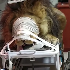 Chaos the lion receives radiation treatment in hospital. Picture: Screen grab