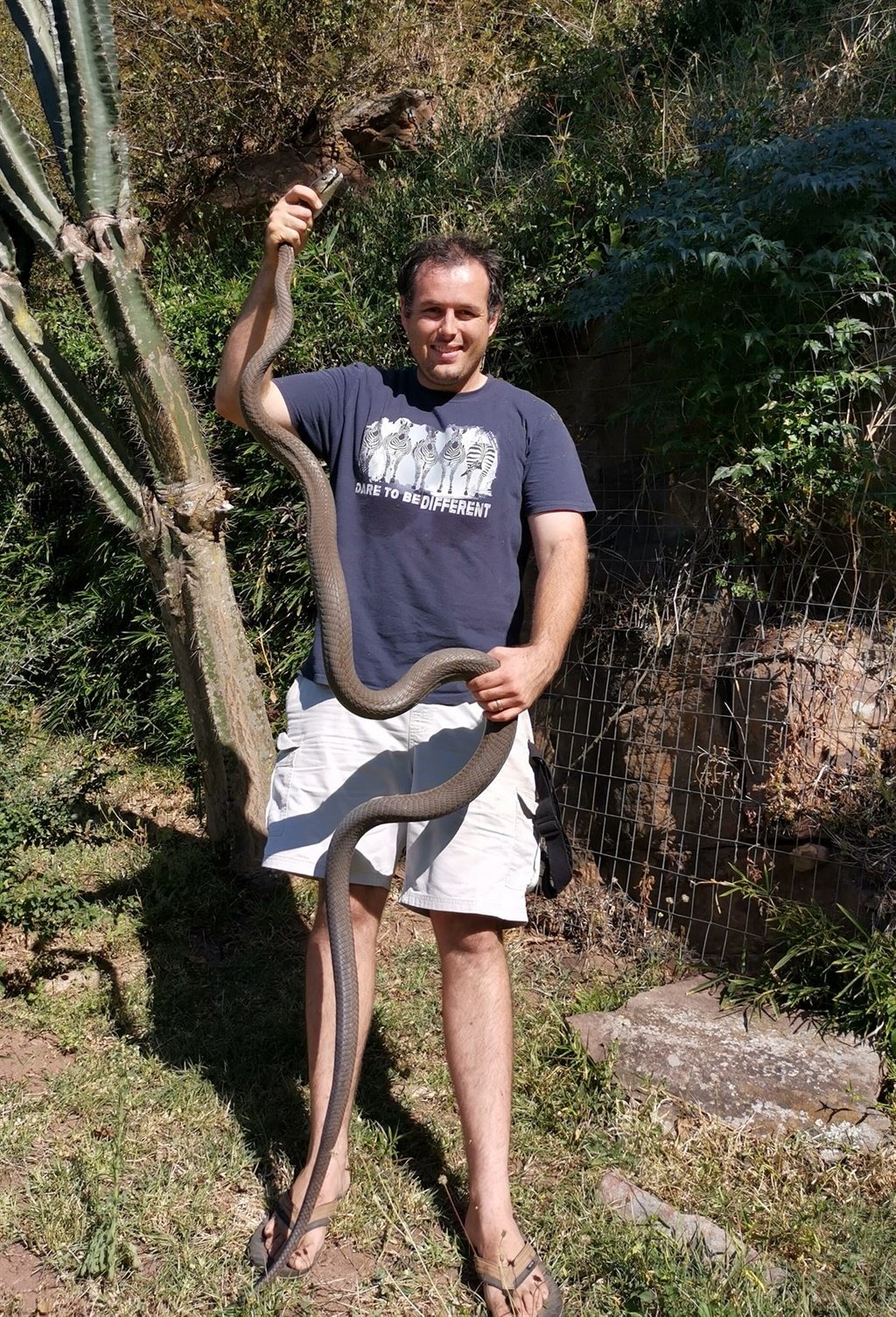 PIC | Snake catcher to the rescue as 2 massive black mambas 'dance' in ...