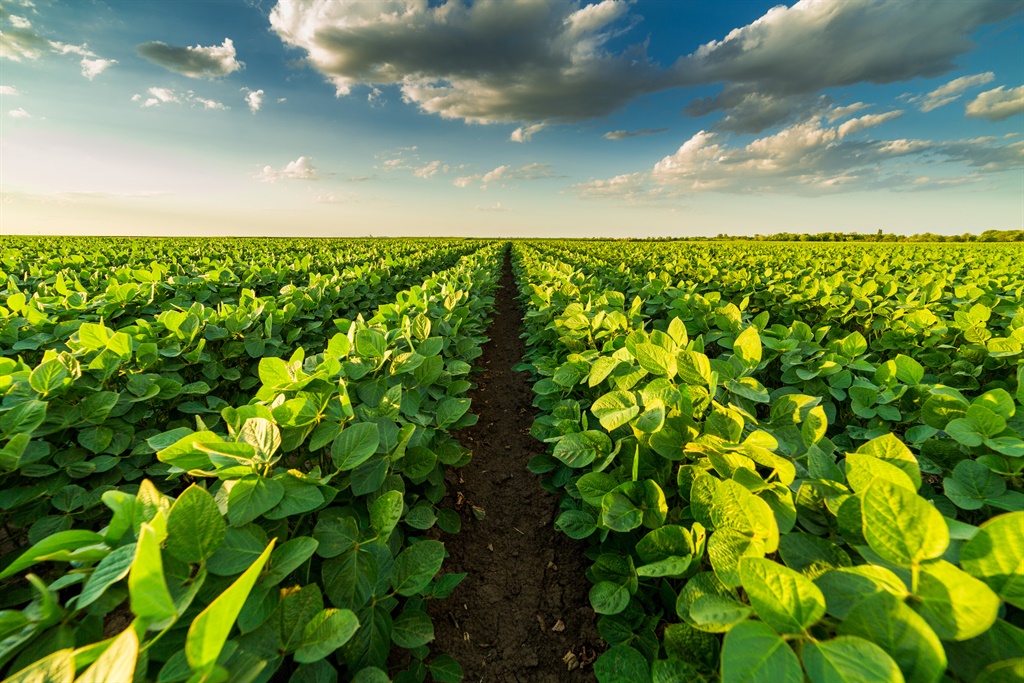 Green ripening soybean field, agricultural landsca