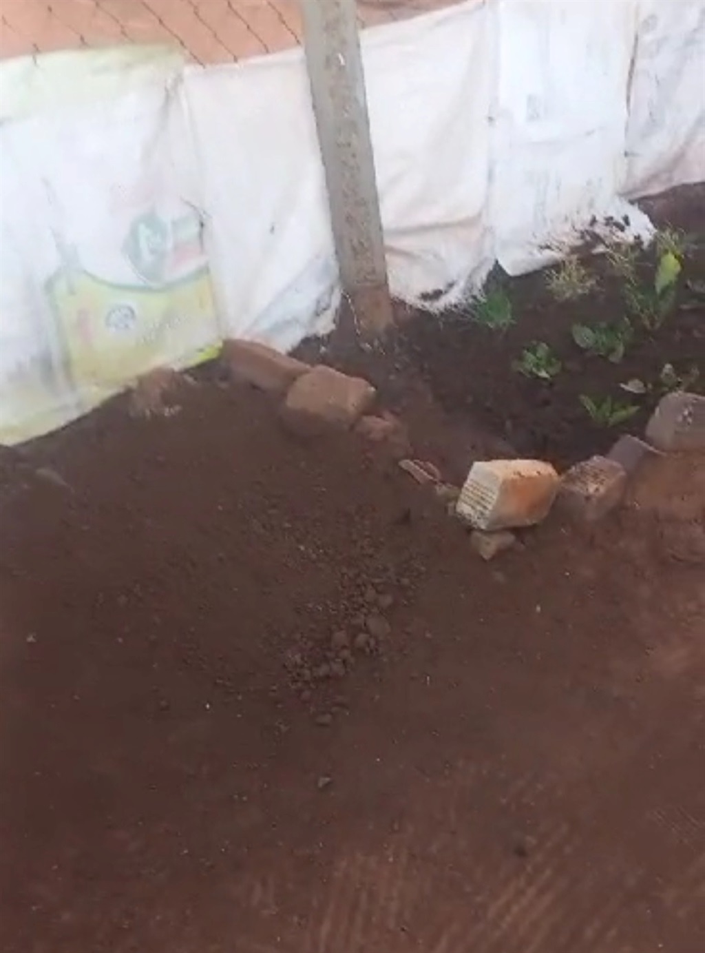 Foetus buried next to the food garden at the back of the house.
Photo by Tumelo Mofokeng 
