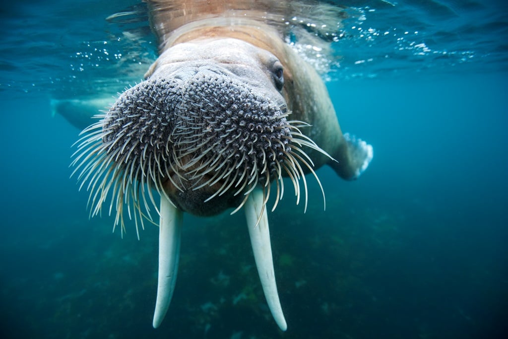 Adult male walrus in Svalabrd, Norway. (Paul Souders/ Getty Images)