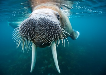 Bird flu kills walrus on an Arctic island - now there could be a risk to polar bears