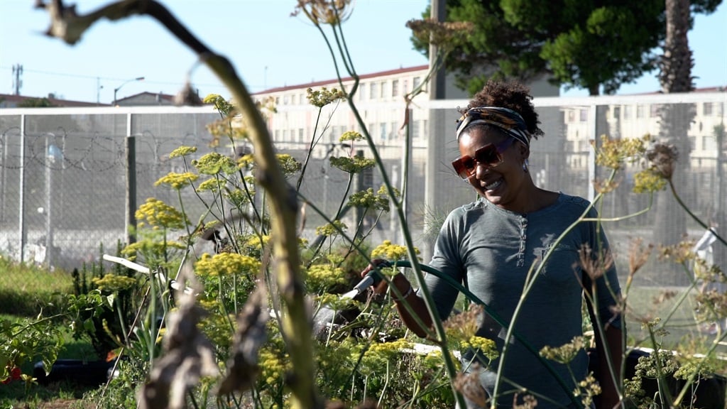 WATCH | Urban Oasis: The Hanover Park food garden that's giving hope and healing hunger