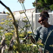 WATCH | Urban Oasis: The Hanover Park food garden that's giving hope and healing hunger