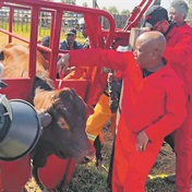 Video of Julius Malema struggling to slaughter cow sparks public outrage 