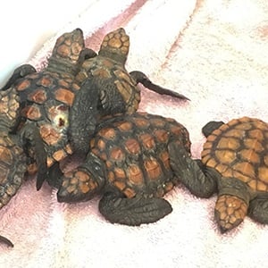 Baby loggerhead turtles. Picture: SASC