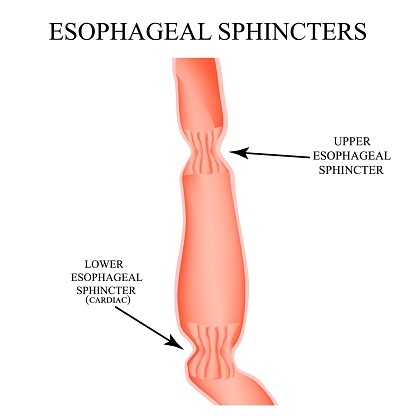 Upper sphincter of esophagus. Lower cardiac esopha