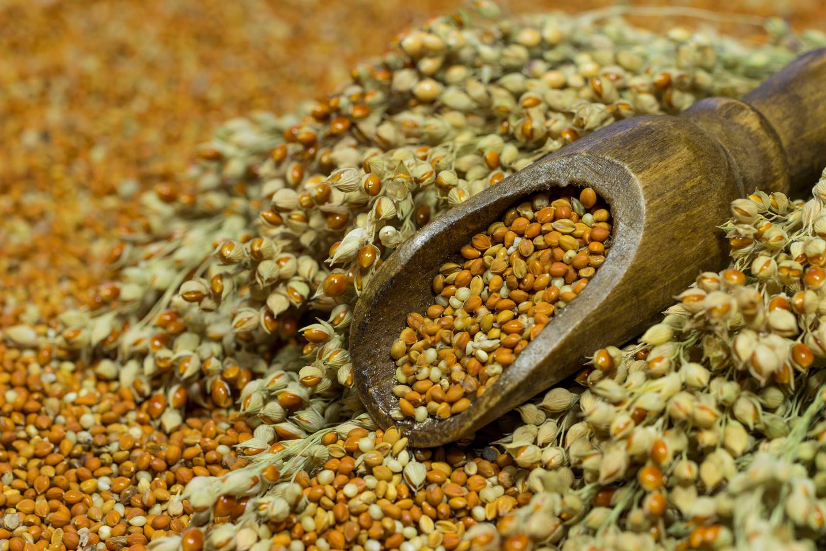 SUPERGRAIN The high-protein, iron-loaded millet can help prevent ulcers, obesity and cardiovascular disease
