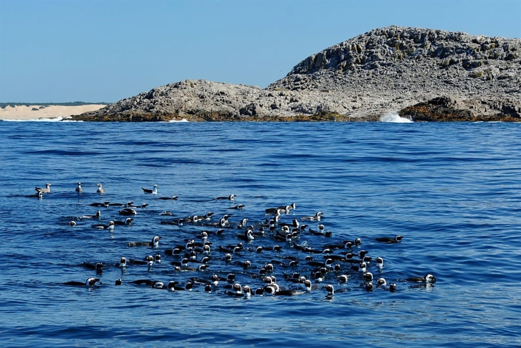 BirdLife International declared Algoa Bay as an Important Bird and Biodiversity Area (IBA) in 2001, because of the globally threatened and vulnerable species. 