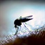 WATCH: Top 10 reasons why mosquitoes prefer you over others