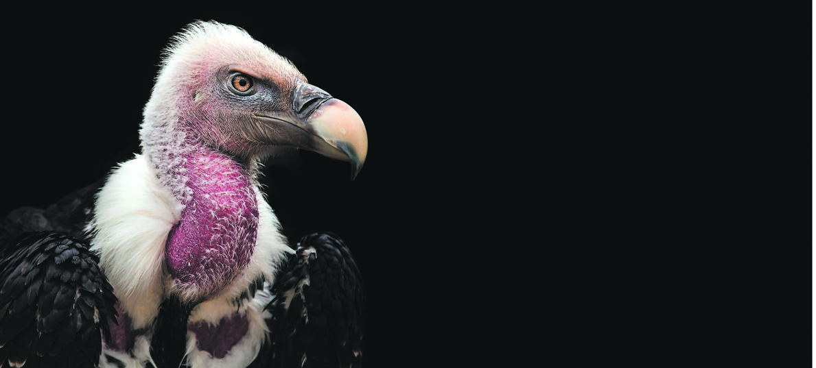A Ruppell&#39;s Griffon Vulture (Gyps rueppellii), portrait, close-up, isolated on gray background.PHOTO: 