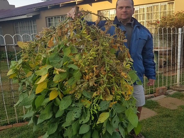 Mnr. Danie Bester van Balfour in Mpumalanga met ’n reuse-sojaboonplant. Bester probeer elke jaar sien hoeveel peule hy op ’n enkele sojaboonplant kan produseer. Foto: Verskaf