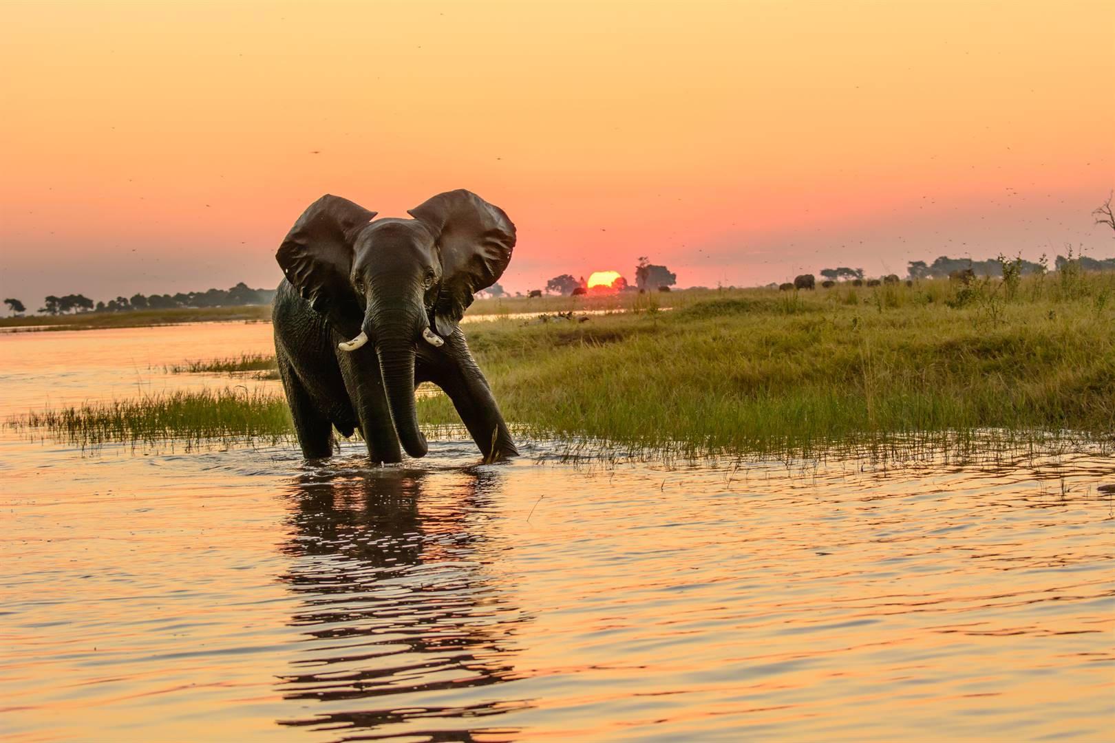 An elephant cavorts in the Chobe river at dusk. Picture: iStock/Gallo Images