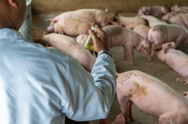 Researcher at a pig farm. (PHOTO: 
Prot Tachapanit/Getty Images)